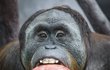 Orangutani jsou při konzumaci dýní vynalézavější než ostatní. Například s ní praští, pak ji nakousnou a nakonec rozlomí. Inu, drsňáci...