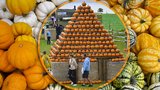 Žíhané, oranžové, zelené... Baňaté skvosty opět nabízí Dýňový svět