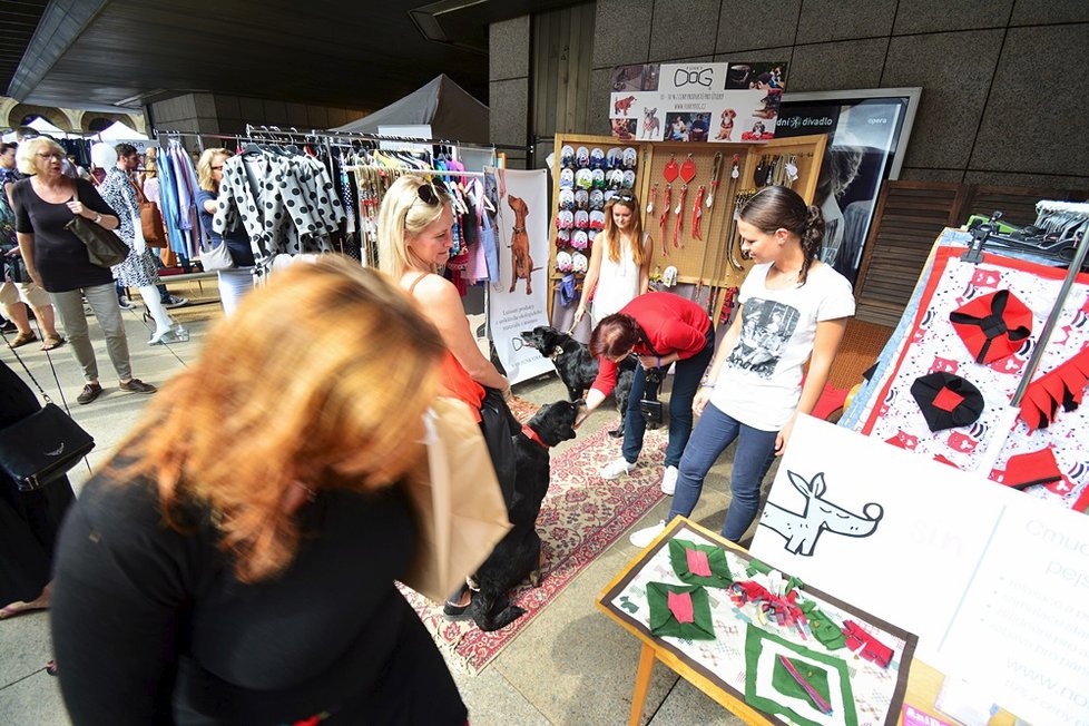 Na Dyzajn marketu proběhla módní přehlídka v neobvyklém duchu. V rámci ní se po mole promenádovali pejsci, kteří doufají v nový domov.