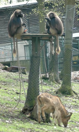 Dželady sdílejí v brněnské zoo výběh s paovcemi hřivnatými.