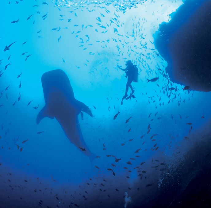 Žralok obrovský je největším soudobým žralokem.
