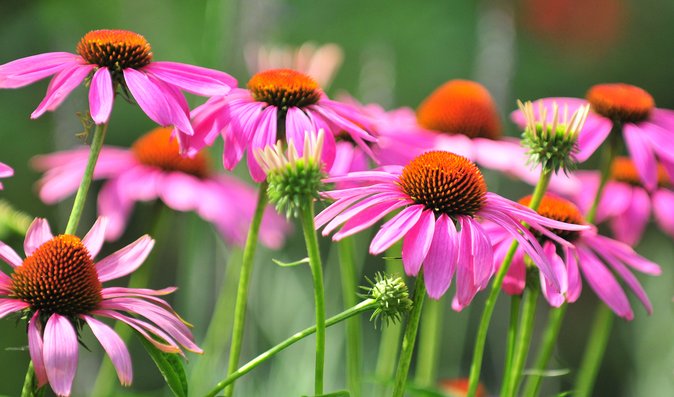 Echinacea na podporu imunity: Zkuste osvědčené recepty od bylinkářky