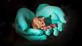 Tyto myši mají díky genové editaci dvě matky a žádného otce