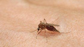 Na Floridě se objevil komár, který přenáší virus EEE
