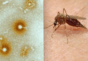 Komár přenáší nebezpečný virus EEE