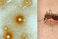 Komáři šíří nebezpečný virus, který napadá mozek: Objeví se i v Česku?