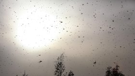 Osmá z desíti egyptských ran: Zemi sužují miliony kobylek
