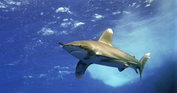 Žralok ukousl chlapci (12) ruku! Při útoku paryby v Egyptě přišel o končetinu i průvodce