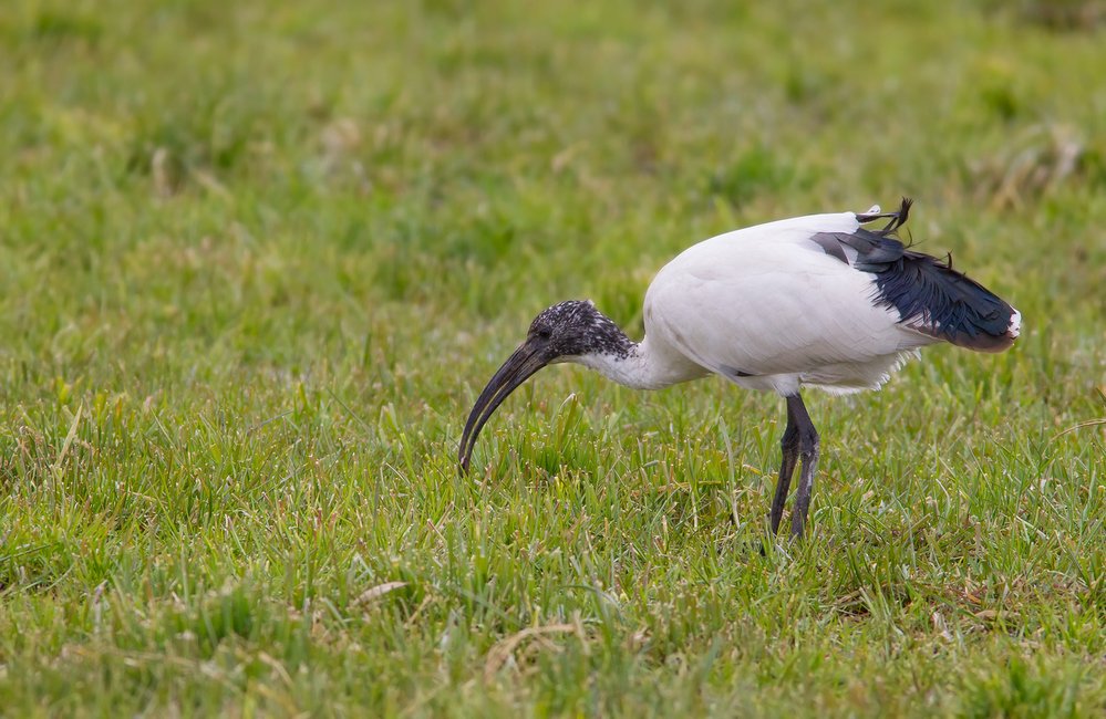 Ibis posvátný je původní egyptský druh, ale dnes už v Egyptě nežije – byl tu vyhuben v průběhu 19. století