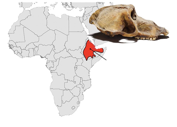 Lebka paviána EA6738, který byl nalezen v egyptském Vesetu. Místem, kde se narodil, však byla (modře) vyznačená oblast, v níž pravděpodobně ležel Punt