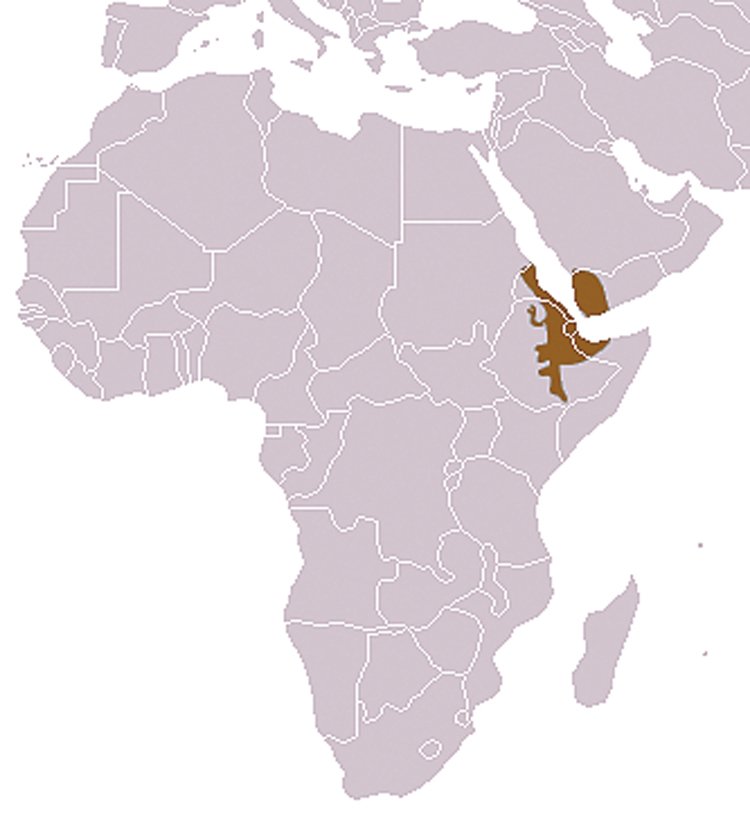 Paviáni pláštíkoví žijí v oblasti Afrického rohu a části Arabského poloostrova