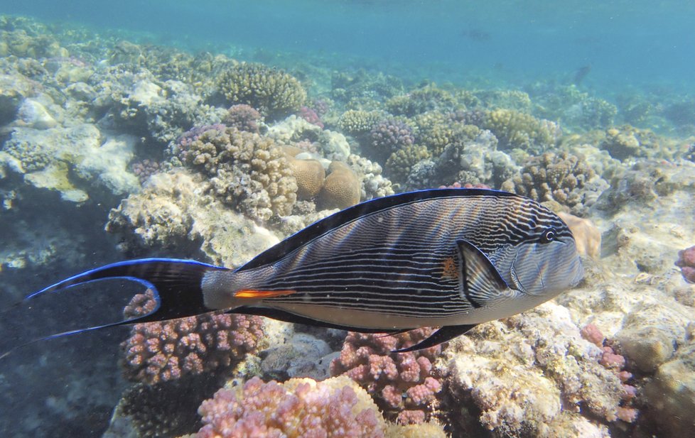 Jedním z míst, která lákají v jakoukoli roční dobu a nabízejí nepřeberné možnosti jak si odpočinout a prožít nové zážitky, je egyptský resort Royal Brayka Bay.