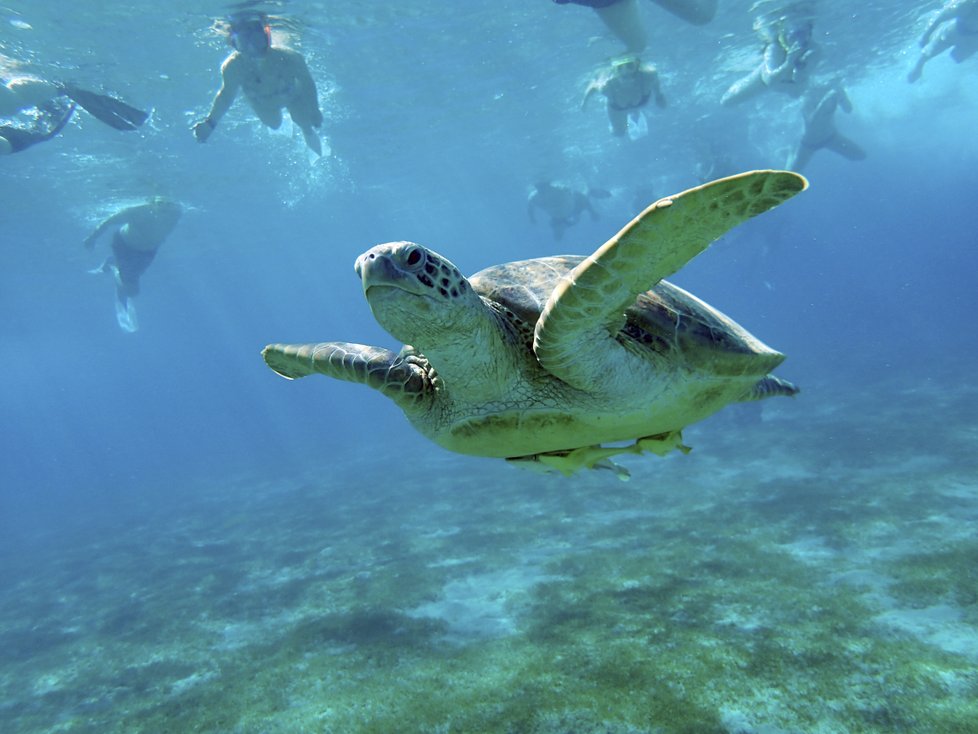 Jedním z míst, která lákají v jakoukoli roční dobu a nabízejí nepřeberné možnosti jak si odpočinout a prožít nové zážitky, je egyptský resort Royal Brayka Bay.