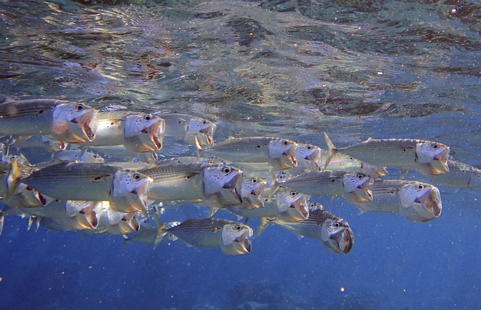 Jedním z míst, která lákají v jakoukoli roční dobu a nabízejí nepřeberné možnosti jak si odpočinout a prožít nové zážitky, je egyptský resort Royal Brayka Bay.