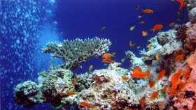 Egypt láká turisty i kvůli podmořskému životu.