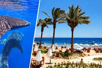 Žraločí obři u Hurghady i Marsa Alam! Úřady vydaly pokyny pro turisty: Tohle nedělejte