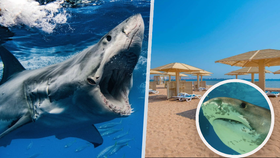 Žralok v Egyptě: Pláže zůstávají zavřené! Vědkyně radí, jak se predátorům vyhnout