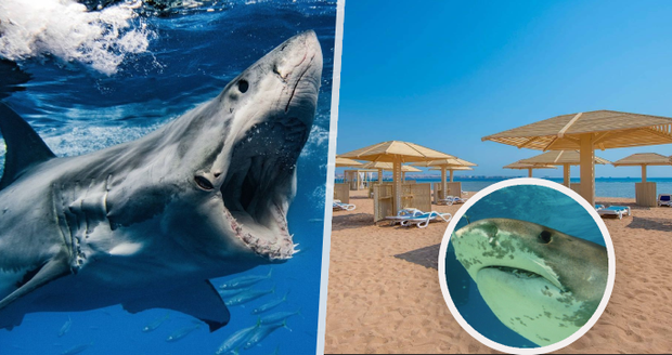 Brutální útoky žraloka v Egyptě: Expert řekl, jestli se máme letos na dovolené bát
