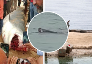 Žralok tygří napadl v Egyptě turistu.