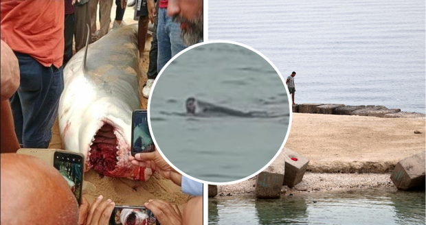 Hurghadou otřásl šílený útok žraloka: Predátor zabíjel už dříve?!