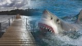 Smrt Petra roztrhaného žralokem: Velký stín, panika a krev. Manželka popsala okamžiky hrůzy