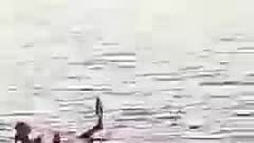 Smrtelný útok žraloka v Egyptě.