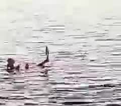 Smrtelný útok žraloka v Egyptě.