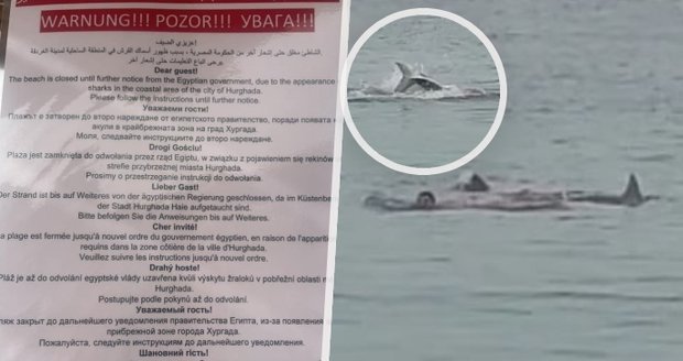 Detaily smrtícího útoku žraloka v Hurghadě:  Turistu (†23) rozervala březí samice  