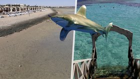 Útoky žraloka v Egyptě znejistily Čechy. Úřady zvíře hledají, uklidňuje expert. A lze měnit destinaci?