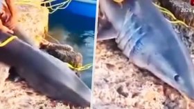 Žralok mako odchycený v egyptském El Quseiru.