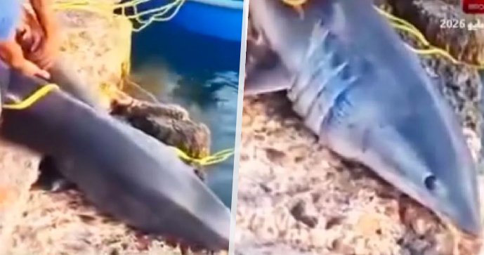 Žralok mako odchycený v egyptském El Quseiru.