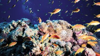 Potápění v Egyptě aneb Jeden reef nestačí