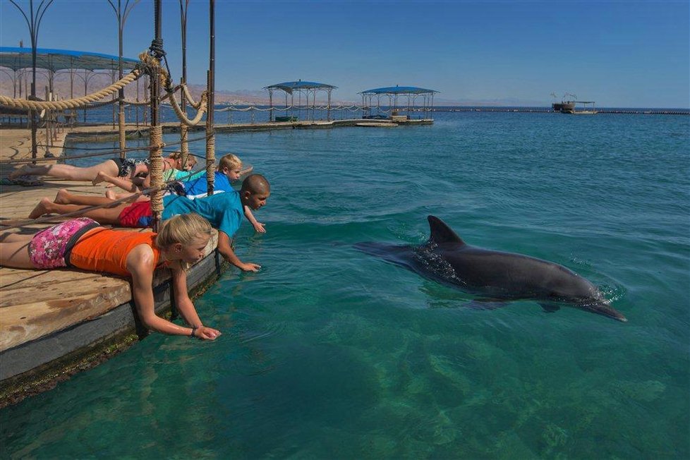 Za delfíny se v Ejlatu nemusíte hodiny trmácet lodí. Zaplavat si s nimi můžete i ve speciální delfíní zátoce, která je kombinací ohrazeného prostoru a přirozeného prostředí.