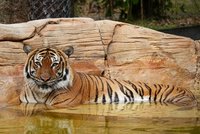 V zoo zastřelili tygra (†8): Zakousl se uklízeči do ruky!