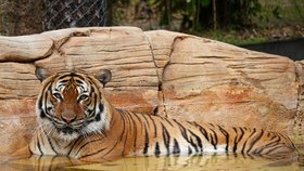 Tygr Eko byl ve floridské zoo zastřelen poté, co se zakousl do ruky uklízeče.