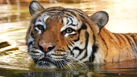 Tygr Eko byl ve floridské zoo zastřelen poté, co se zakousl do ruky uklízeče.