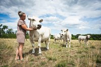 Začalo to stromy, dnes tu žijí stovky zvířat. Příběh farmy, kde se propojují stromy, tůně, pole a stáda v jeden živý ekosystém