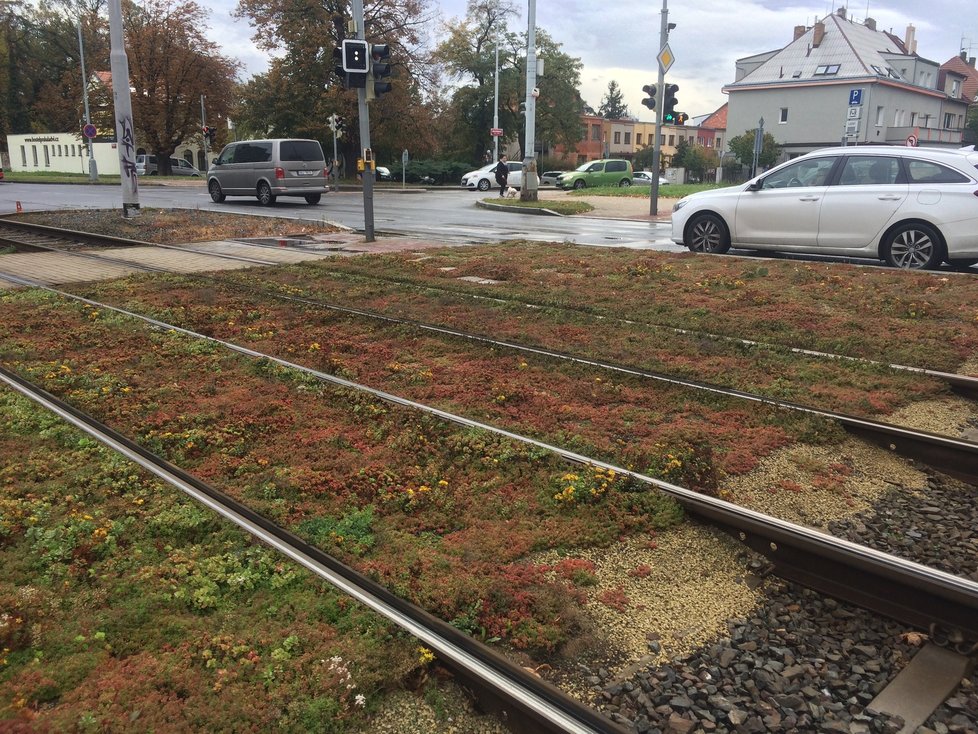 Vypadá takto budoucnost zelených tramvajových tratí v Praze? Místo travnatých povrchů by tramvaje mohly jezdit přes plochy vysázené rozchodníky.