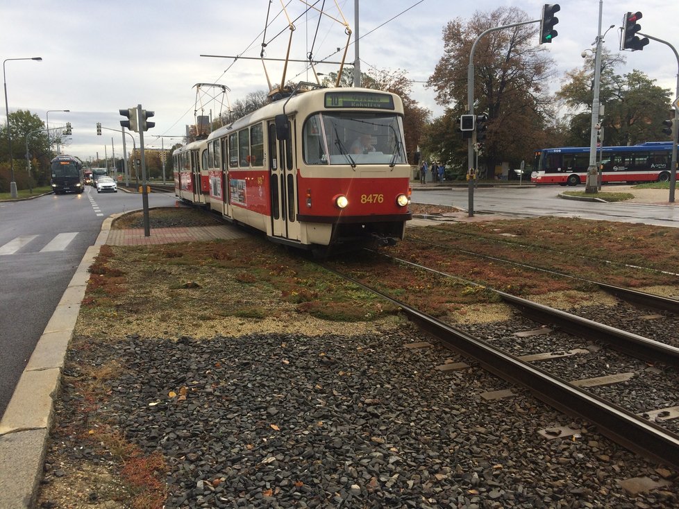 Vypadá takto budoucnost zelených tramvajových tratí v Praze? Místo travnatých povrchů by tramvaje mohly jezdit přes plochy vysázené rozchodníky.