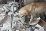 Pes záchranář našel v Ekvádoru sedm přeživších, pak pošel.