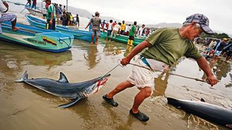 Masakr v Puerto López: Zdecimuje nesmyslná čínská tradice populaci žraloků ve světových oceánech?