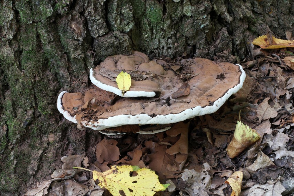 Lesklokorka ploská (Ganoderma applanatum) je parazit, který snižuje pevnost dřevin. V laboratorních podmínkách je užitečným pomocníkem