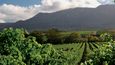 Provincie Západní Kapsko se díky příznivým podmínkám stává široce proslulou vinařskou oblastí.