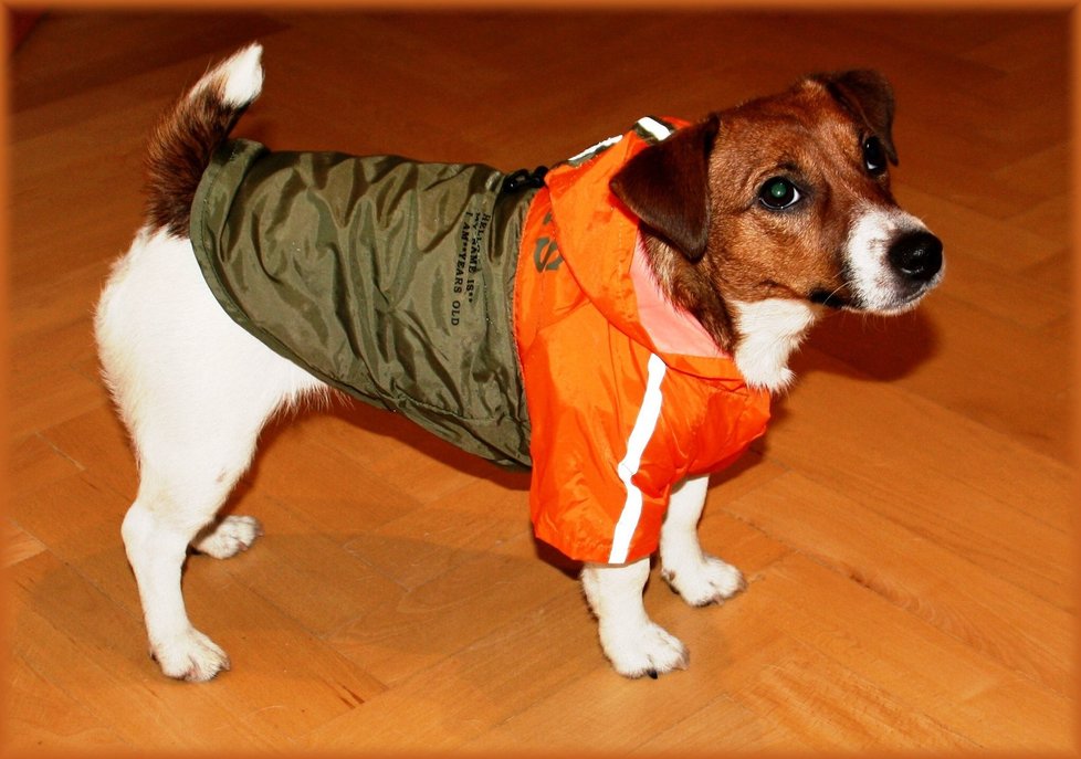 Modelka psího světa Eliška v pláštěnce do deště. Povšimněte si rafinovaně sladěné khaki zelené a křiklavě oranžové...