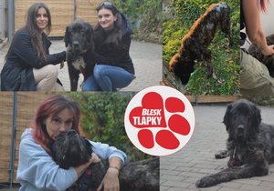 Bella léta strádala, opuštěná, bez péče. Záchrana přišla v poslední chvíli