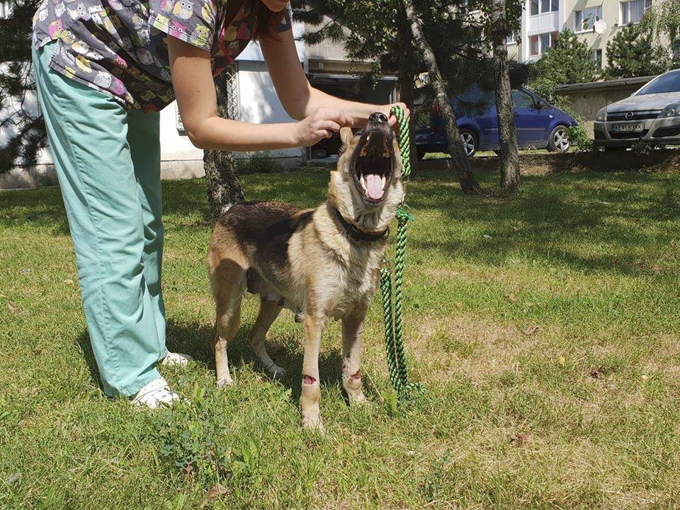 Fenka Elizabeth, kterou někdo hodil svázanou drátem pod most, se má opět čile k světu.