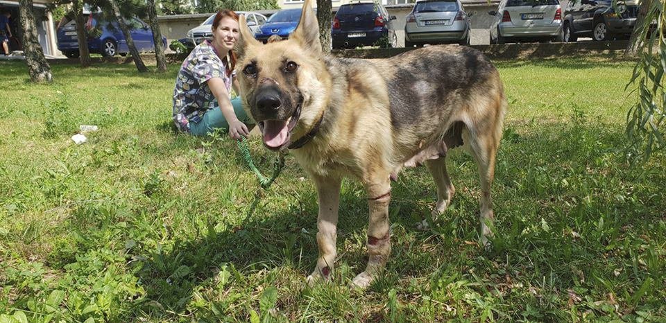 Fenka Elizabeth, kterou někdo hodil svázanou drátem pod most, se má opět čile k světu.