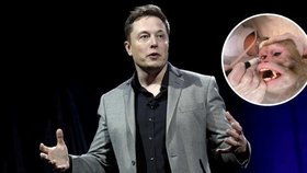 Elon Musk čelí kritice kvůli experimentům s mozkovými čipy, které prováděl na opicích.