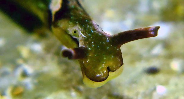 Mořští slimáci: Překvapivě krásní