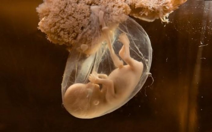 Vyvíjející se embryo